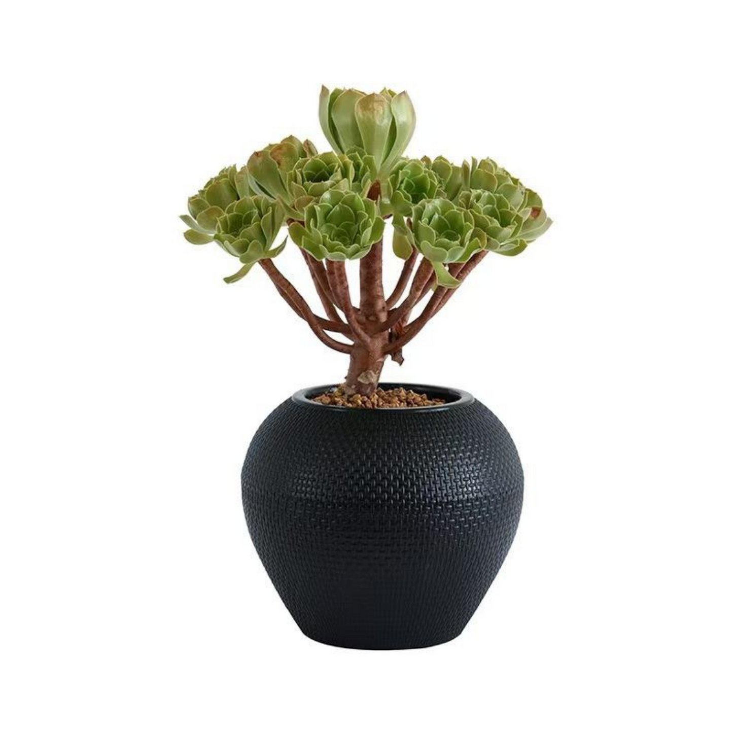 png_1500x1500_61901212