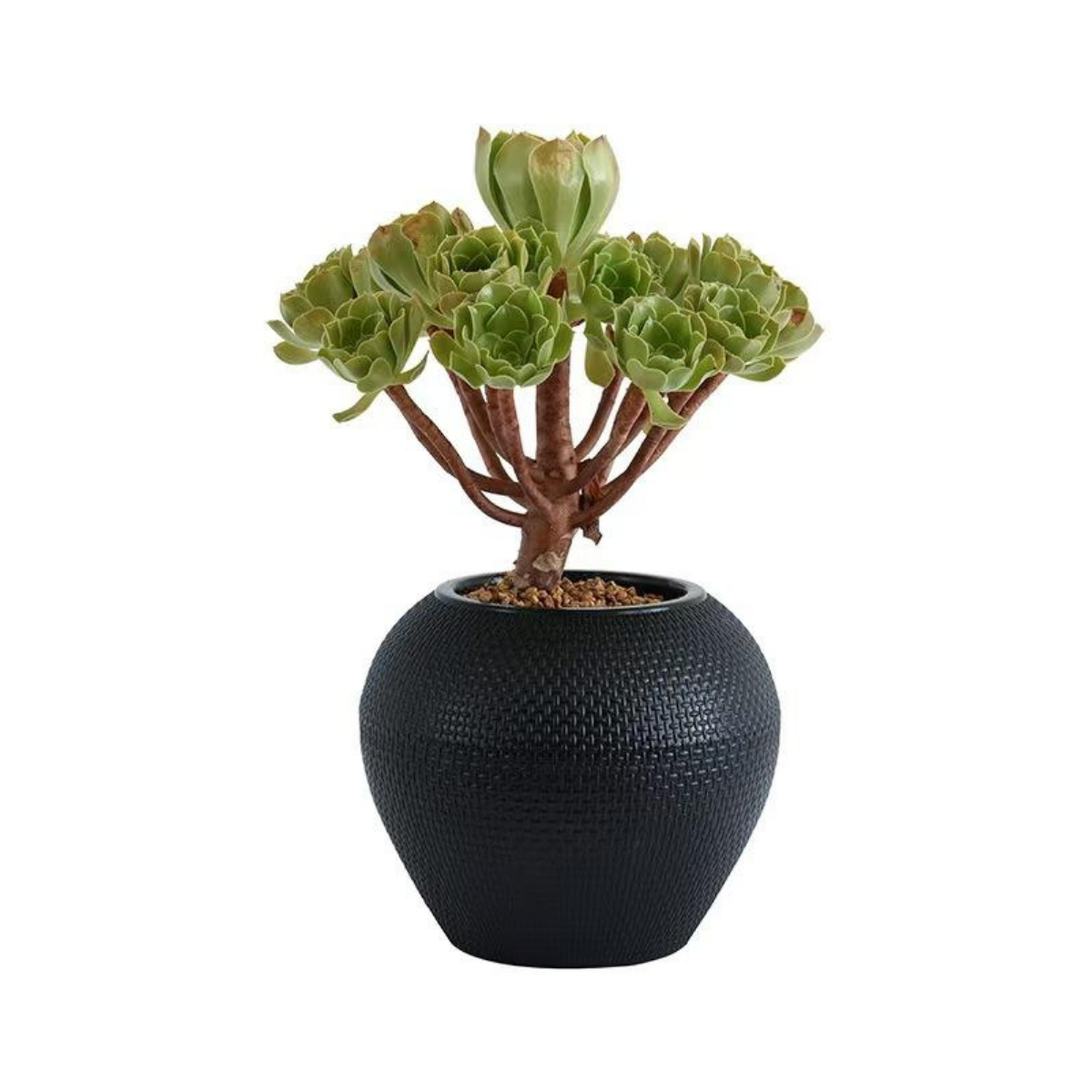 png_1500x1500_61901212