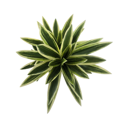 png_1500x1500_61882400