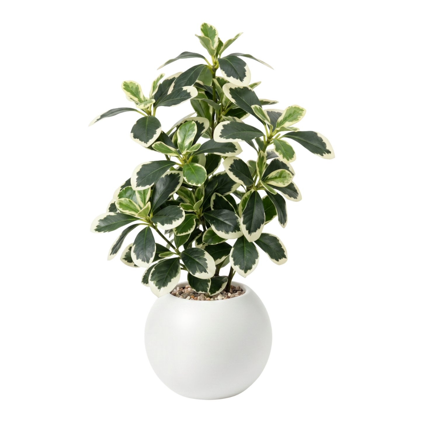 png_1500x1500_71501551