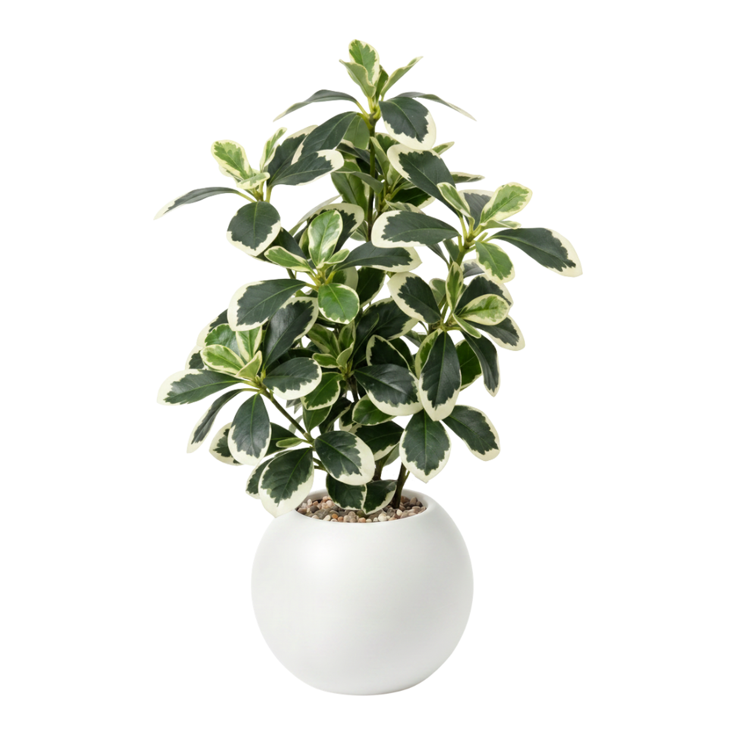 png_1500x1500_71501551