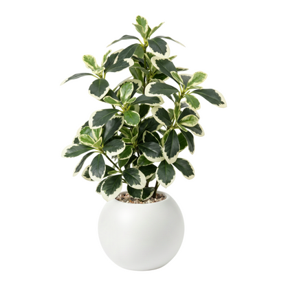 png_1500x1500_71501551