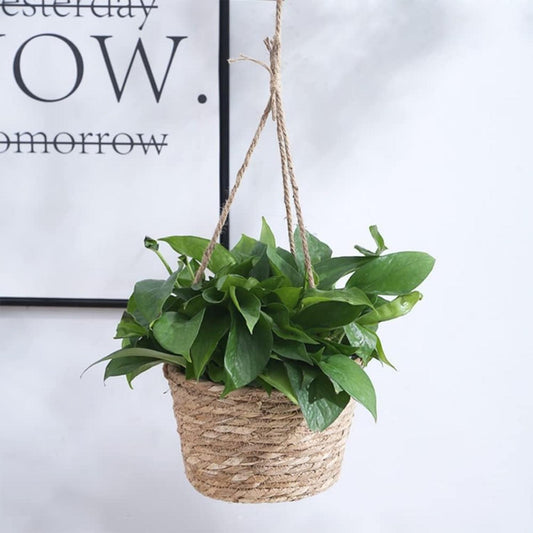 jpg_1500x1500_56922980