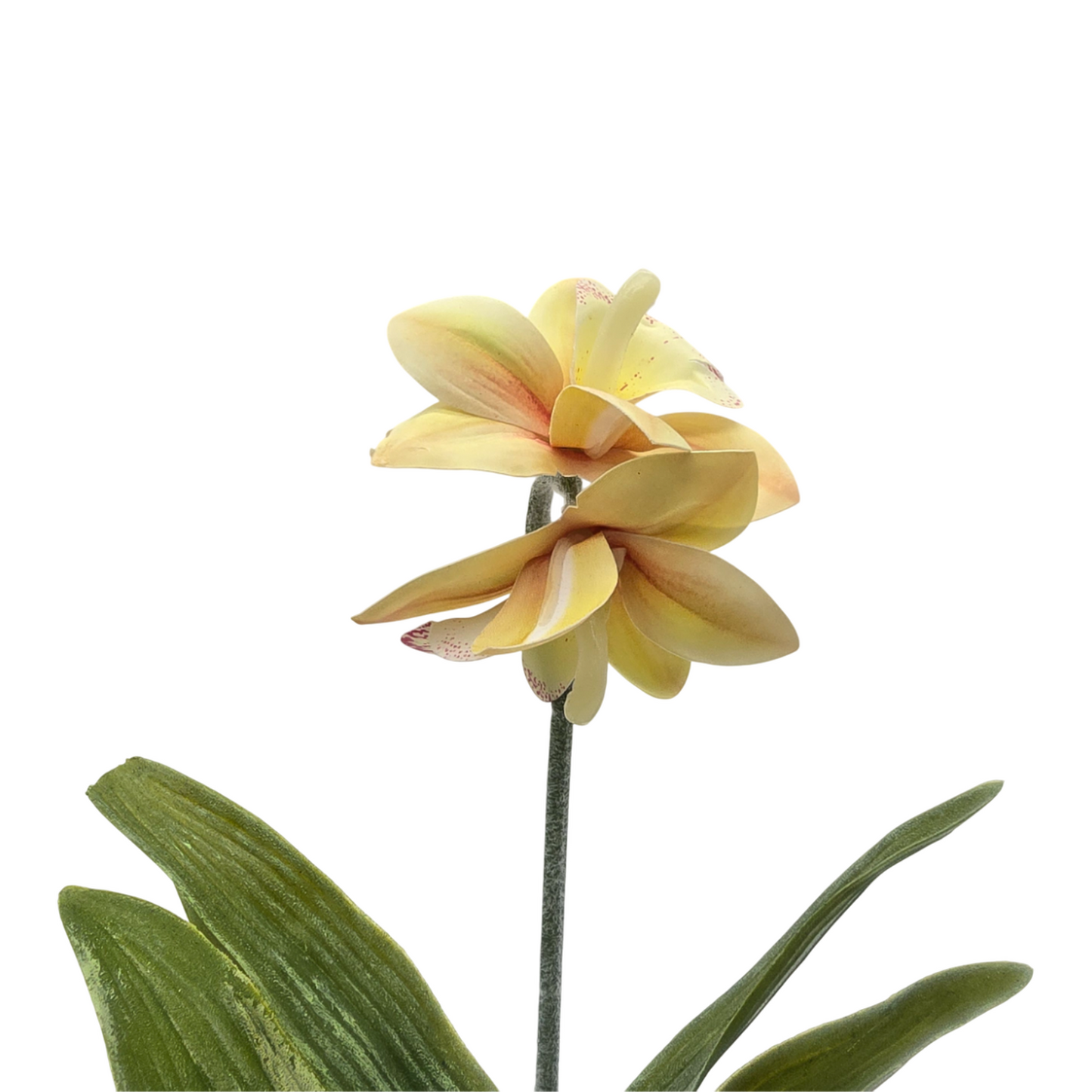 png_1500x1500_61881934