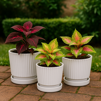 png_1500x1500_65792973