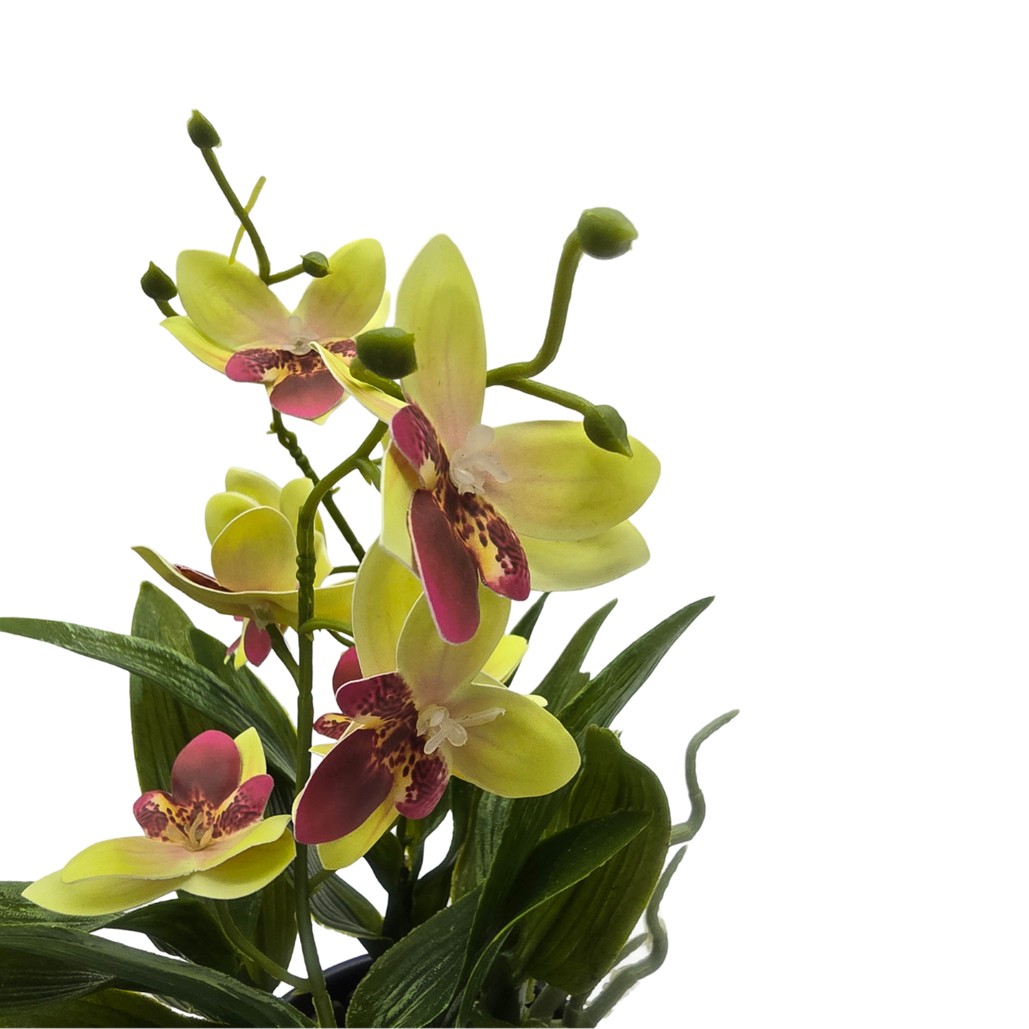 png_1500x1500_61912993