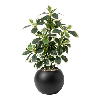 png_1500x1500_71501445