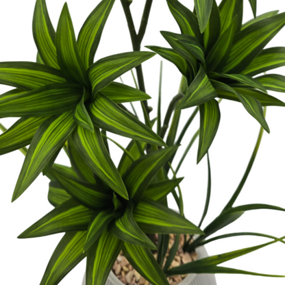 png_1500x1500_61880104