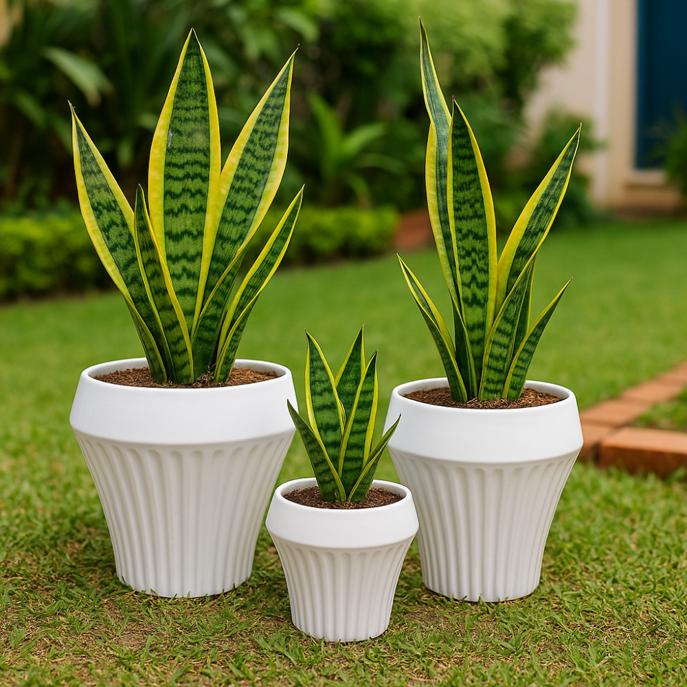 Set 3 Maceteros Maceta De Cerámica Blancos Líneas