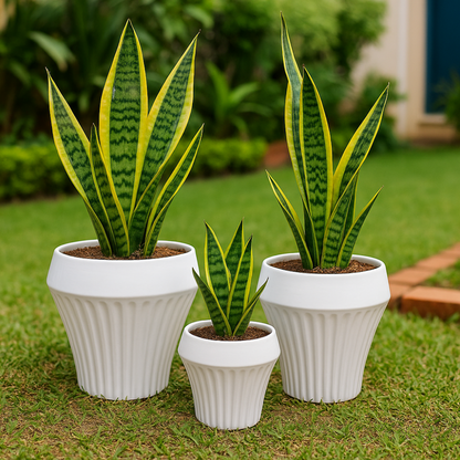 Set 3 Maceteros Maceta De Cerámica Blancos Líneas