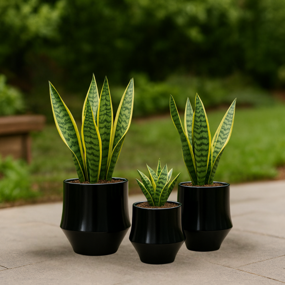 Set 3 Maceteros Maceta De Ceramica Elegante Negro Liso