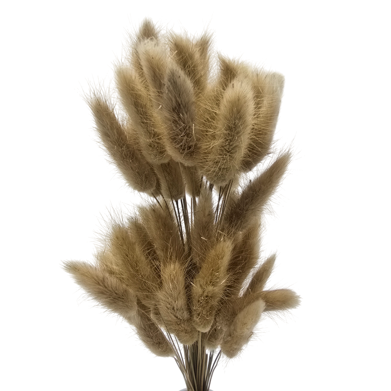 png_1500x1500_61905163
