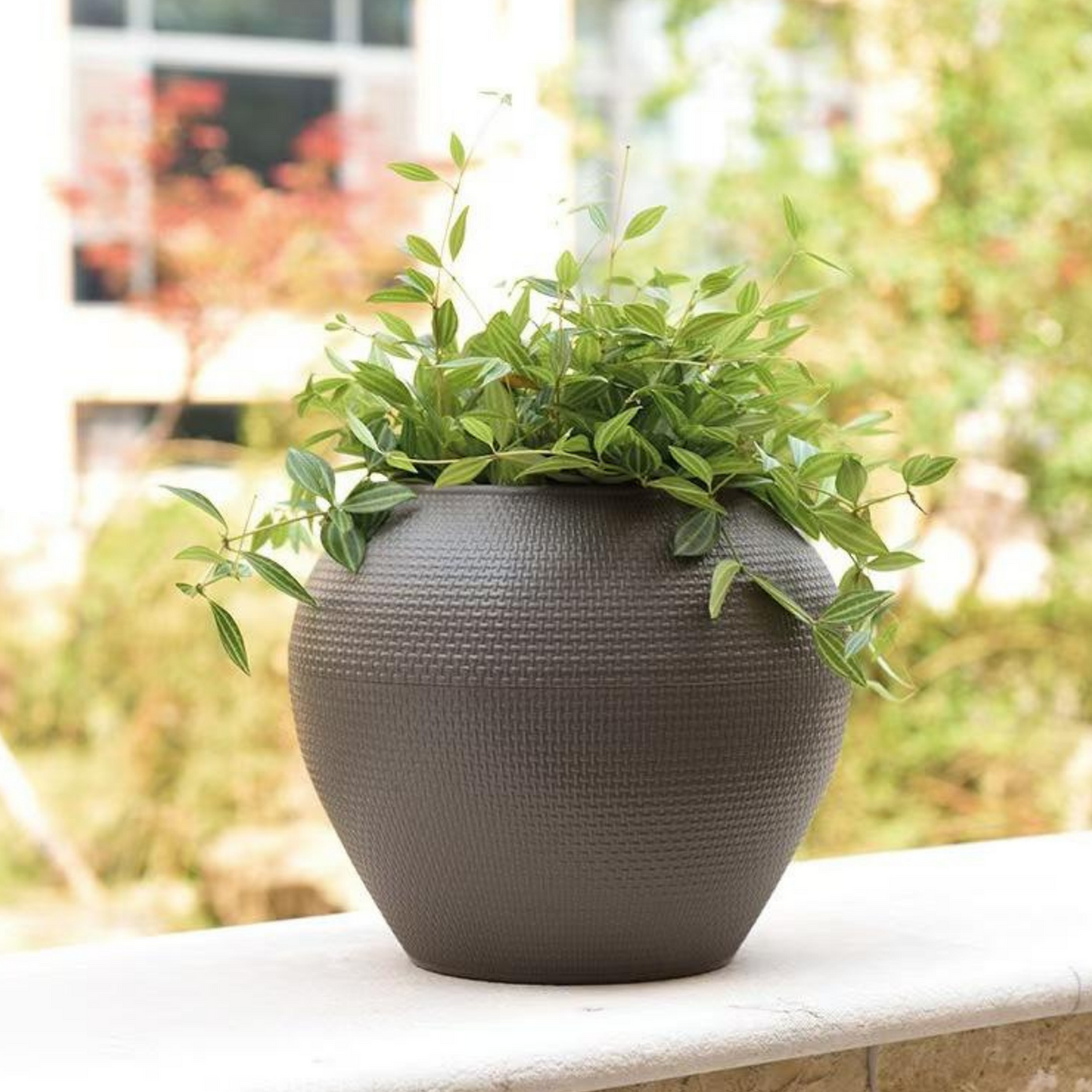 png_1500x1500_61901130